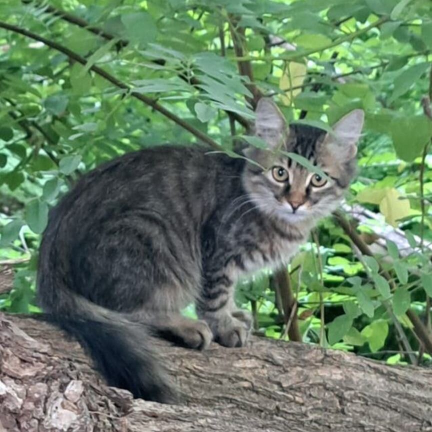 Котенку-мальчику 6 мес.нужен дом