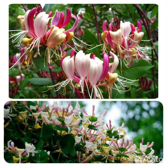 Продам саженцы жимолости Каприфоль Инга