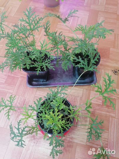 Герань душистая