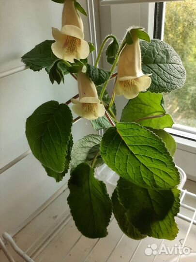 Комнатные растения,Фиалочки,Глоксинии,Пеларгония