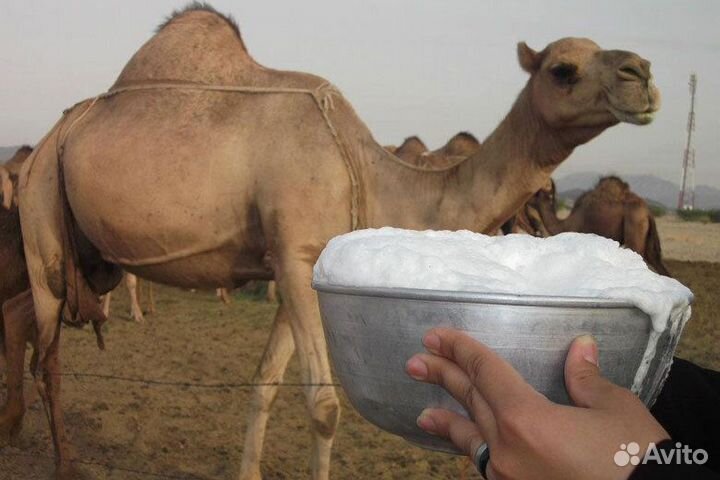 Pure верблюжье молоко Camel Milk