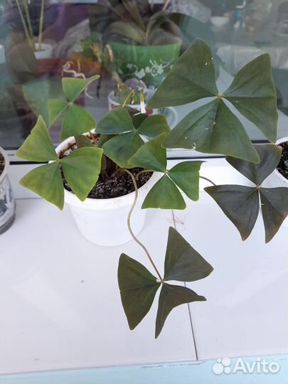 Кислица оксалис