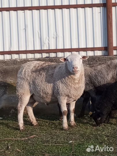 Белый дорпер