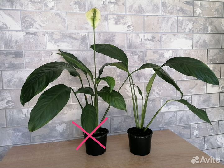 Спатифиллум