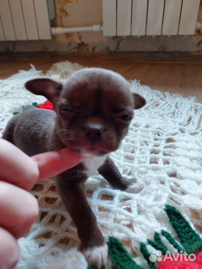 Девочка чихуа