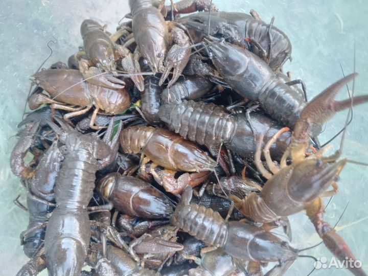 Раки