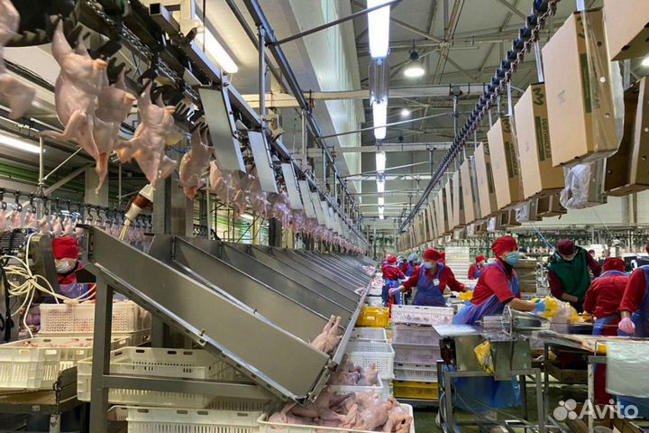 Работа для мужчин на птицефабрике без опыта