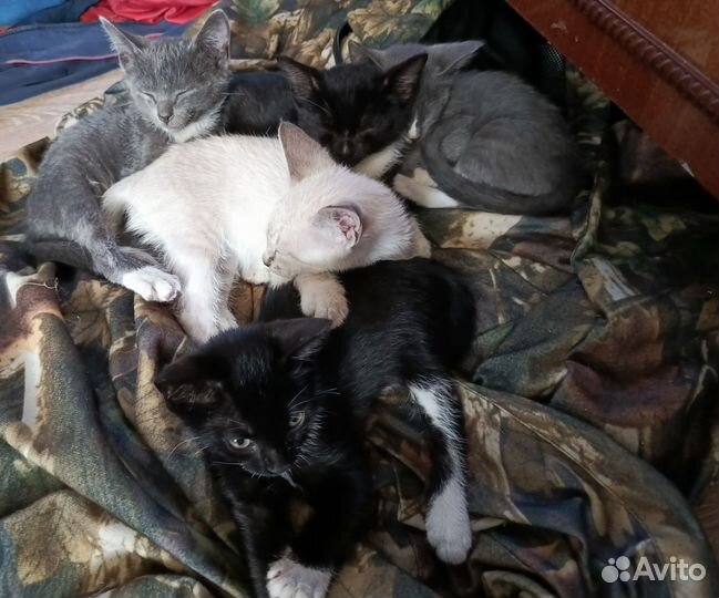 Кошки в добрые руки бесплатно