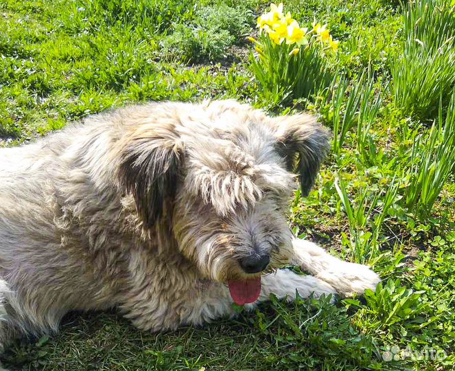 Метис пшеничного терьера, кастрат Малыш в дар