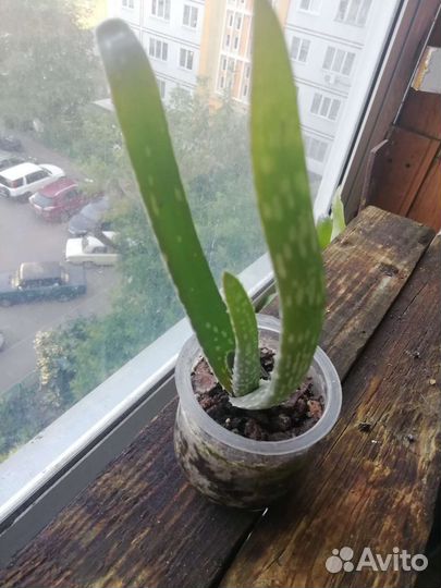 Суккуленты