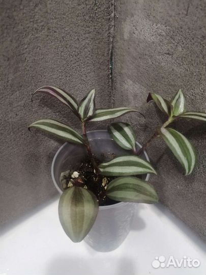 Традесканция зебрина