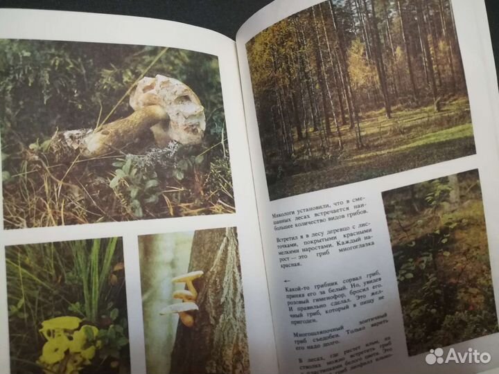 Чистовский. Знакомые незнакомцы. Грибы