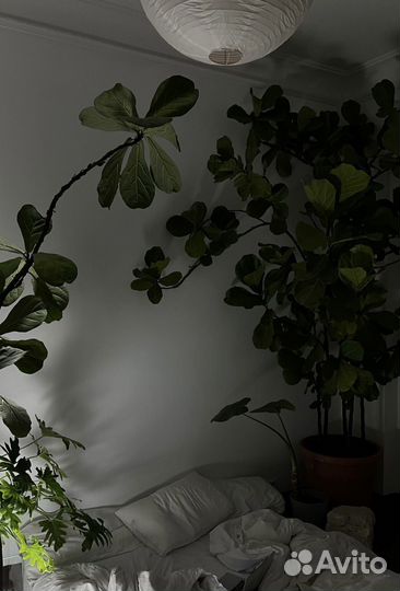 Фикус лирата