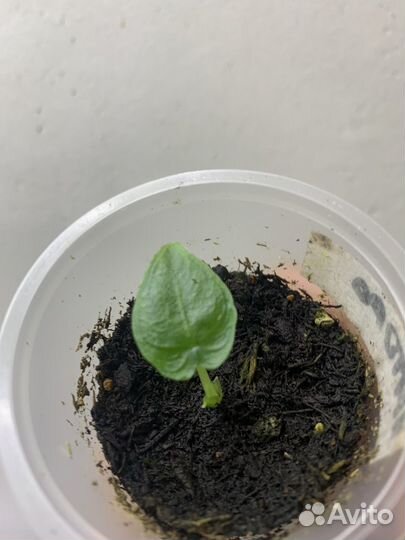 Алоказия детки