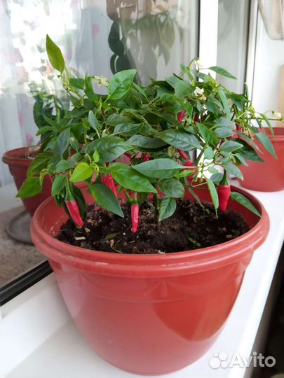 Перец жгучий