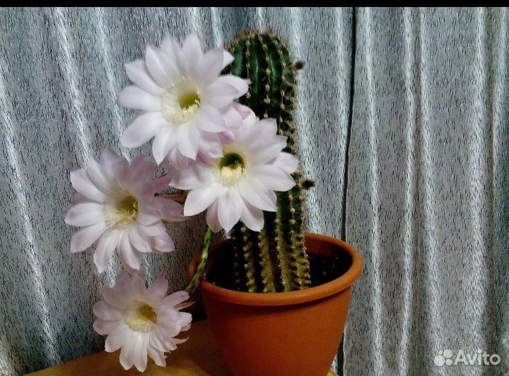 Кактус эхинопсис