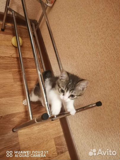 Кошка в дар