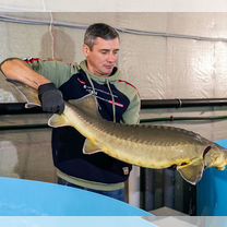 3,5 квт сечение кабеля по мощности. Сечение кабеля на 5 квт 380в. Мощность квт сечение провода. 5 квт. Сечение кабеля 15 квт три фазы.