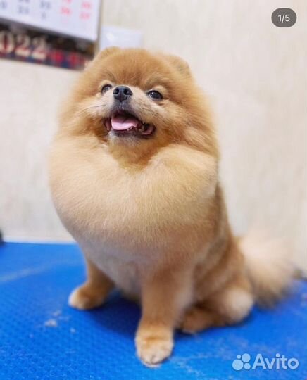 Стрижка спаниелей, груминг собак и кошек