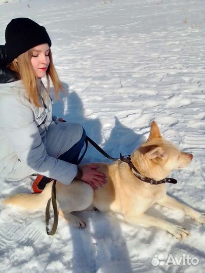 Собачка метис