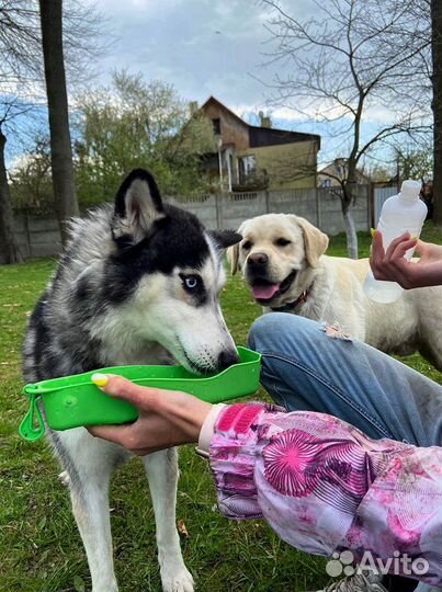 Выгул и дрессировка собак