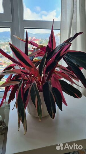 Калатея строманта триколор растение