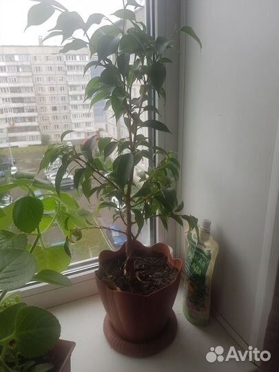 Фикус бенджамина плетеный