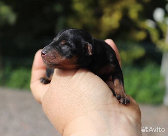 Цвергпинчер (щенки)