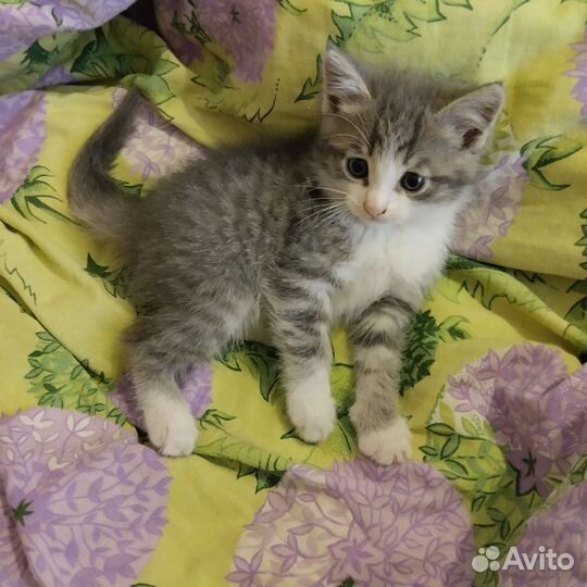 Котенок Алёшка ищет дом