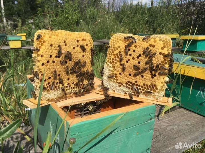 Пчело матка