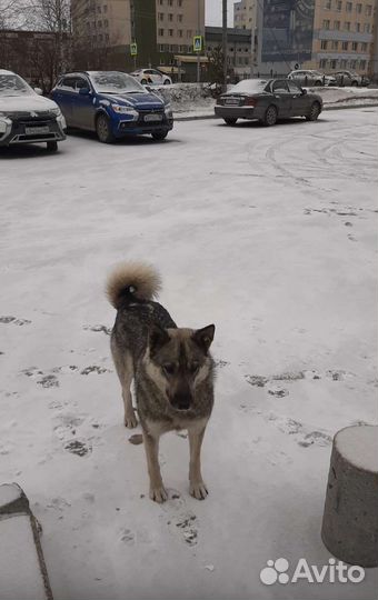 Собаки бесплатно