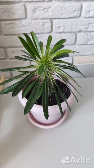 Похиподиум