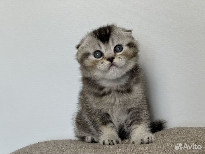 Шотландский вислоухий котёнок