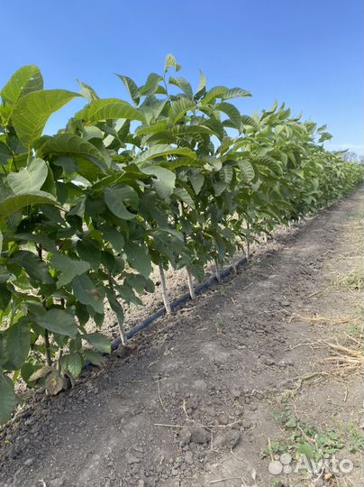 Грецкий орех саженцы 3-х летки