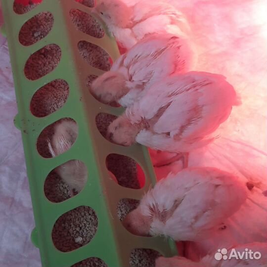 Перепела. Птица. Яйцо перепелиное. Мясо перепела