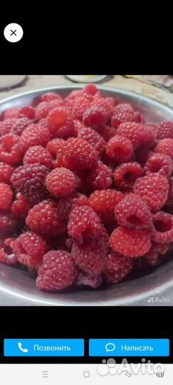 Ремонтантная малина карамелька