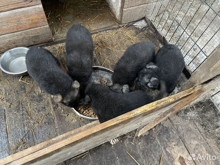 Щенки восточноевропейской овчарки
