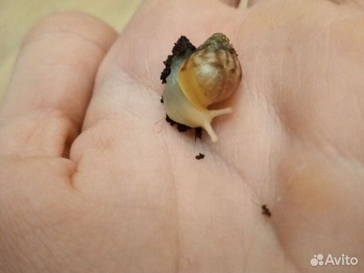 Улитки Ахатины