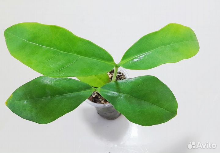 Замиокулькас Лонг Лив лемон