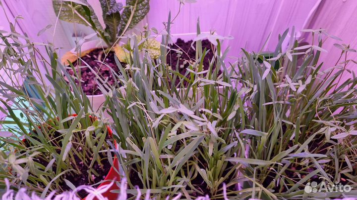 Светодиодная лампа для растений