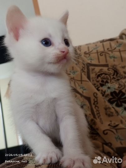 Котята 1 месяц