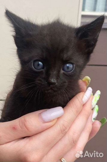 Котята хотят домой