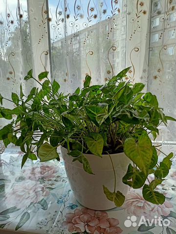 Шефлера (Зеленолистный сингониум)