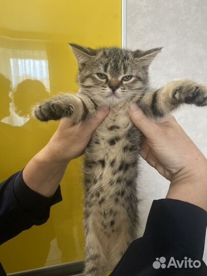 Отдам кошечку в добрые руки