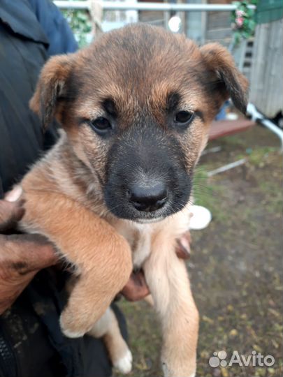 Щенки в добрые руки