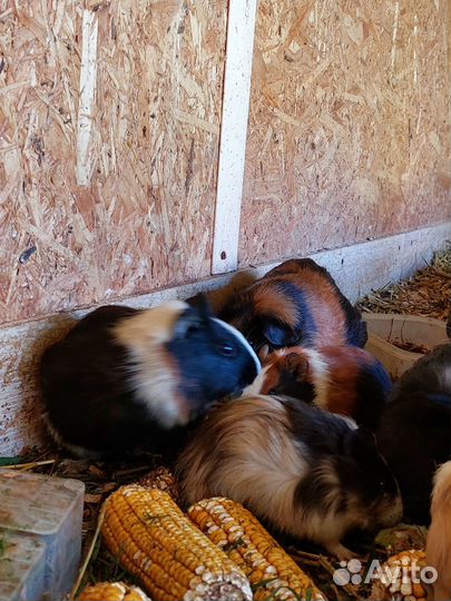 Морская свинка