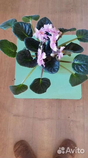 Фиалка Миндаль (Морев)