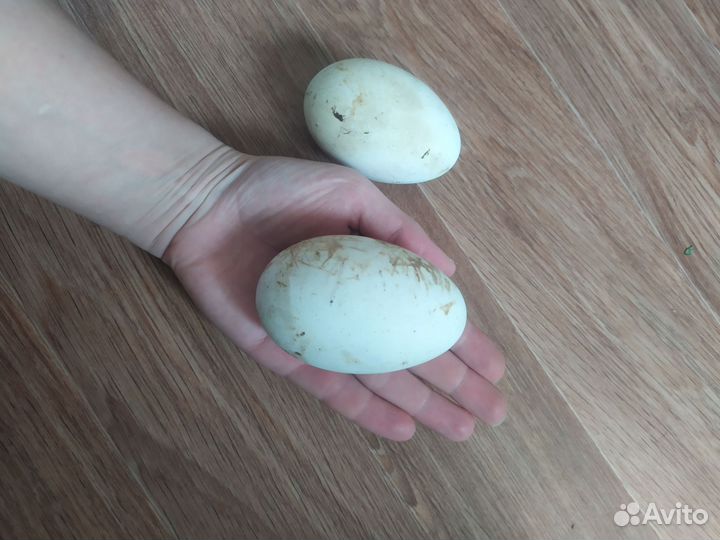 Яйцо гусиное