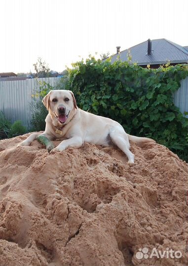 Лабрадор ретривер на вязку