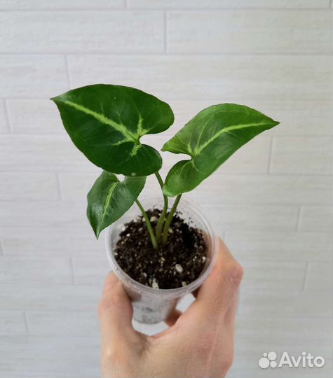 Сингониум New Green